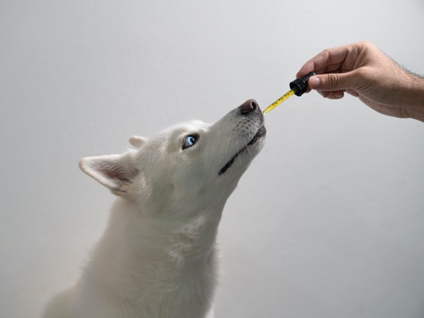 Dog taking CBD Hemp Oil from Tincture Dropper