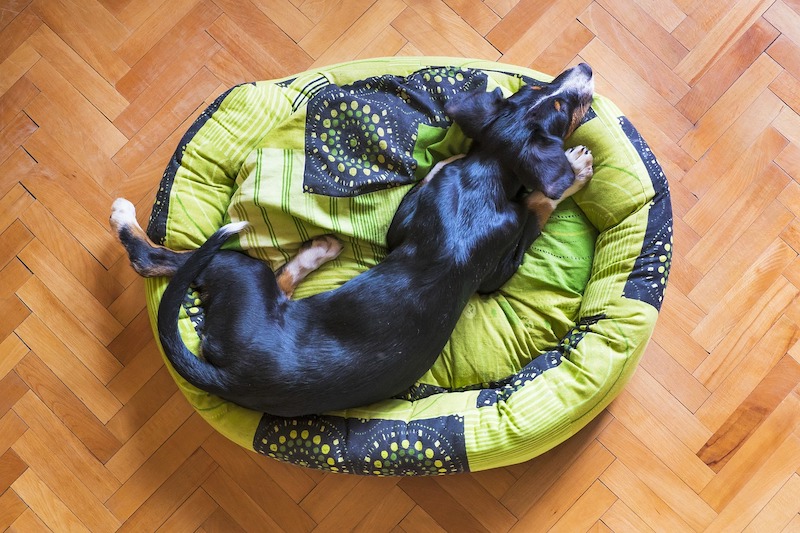 Waterproof Dog Beds