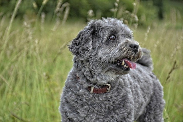 How to Stop a Dog from Shedding