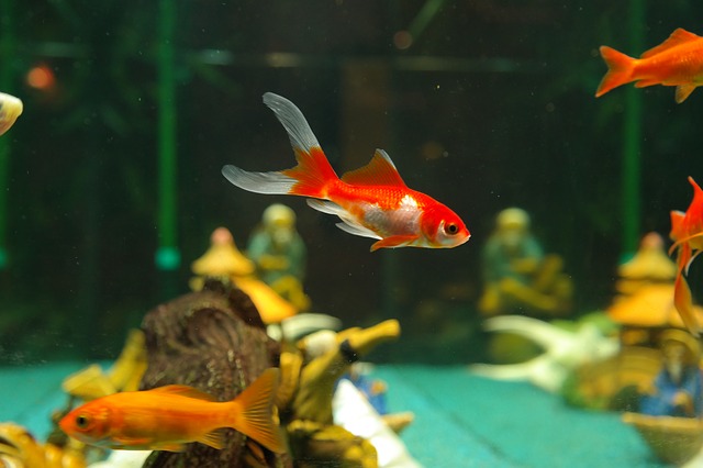 Planning on Getting a Pet Fish? Here’s How You Can Prepare