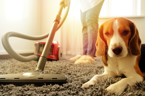 Girl vacuuming with a dog