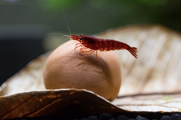 How Do You Take Care of Cherry Shrimp?