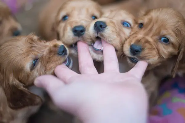 Getting Your First Puppy
