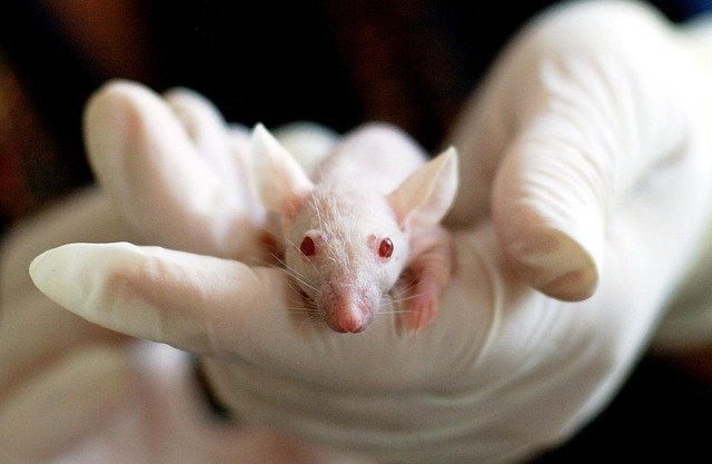 Why animal testing should be banned (essay)