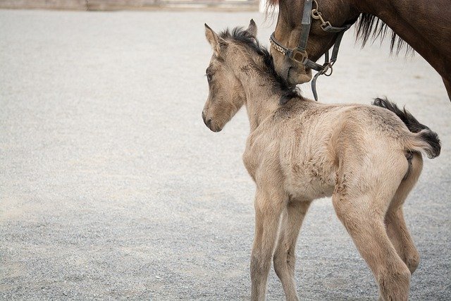 5 Great Tips for Grooming Your New Pony