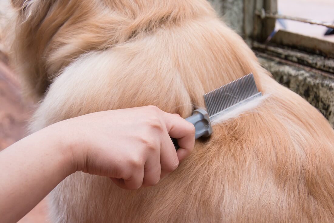 How To Prepare Your Dog For His First Groomer Visit