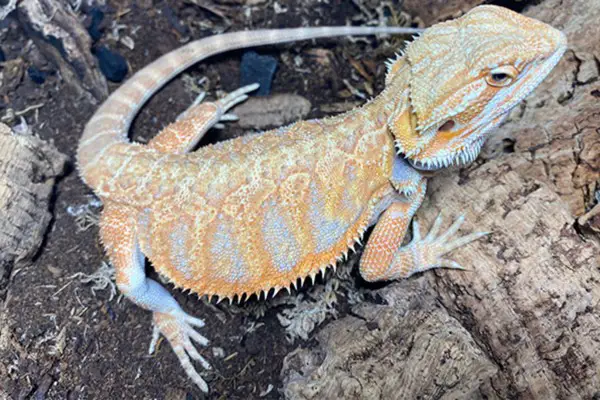 What’s the easiest lizard to keep as a pet?
