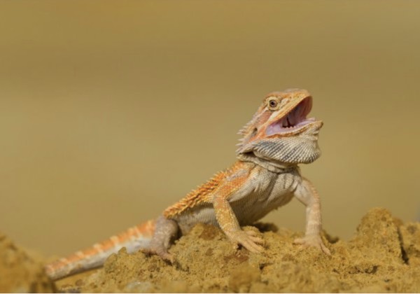 The Beginner’s Guide To Caring For A Pet Bearded Dragon