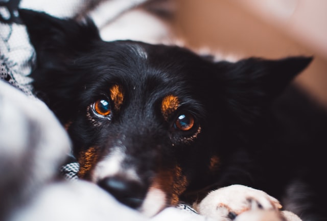 Caring for a chronically ill dog: tips to make life easier for you and your furry friend