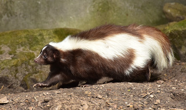 Pet Skunks