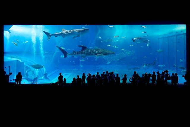 Best Aquariums in the US Everyone Should Visit