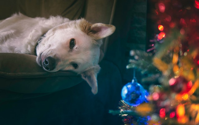 The Perfect Gift Ideas for the Pet Lover on Your List