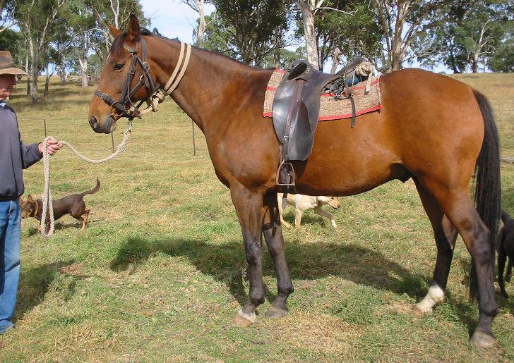 Varieties and Styles Of Horse Girths