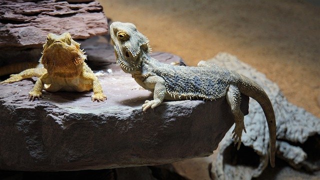 How to Look After Your Pet Amphibians and Reptiles