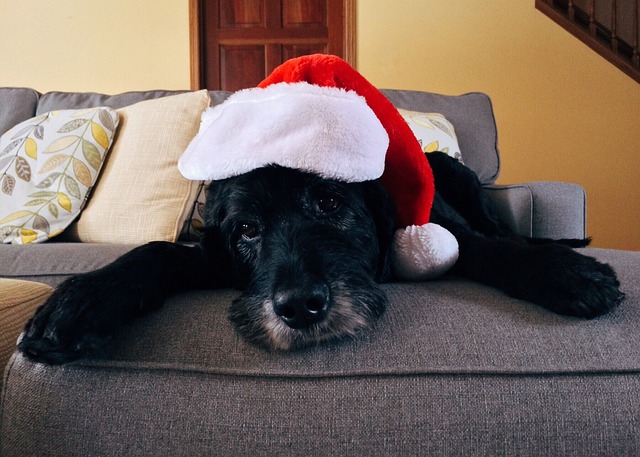 4 Ways to Keep Your Pets Safe During the Holidays