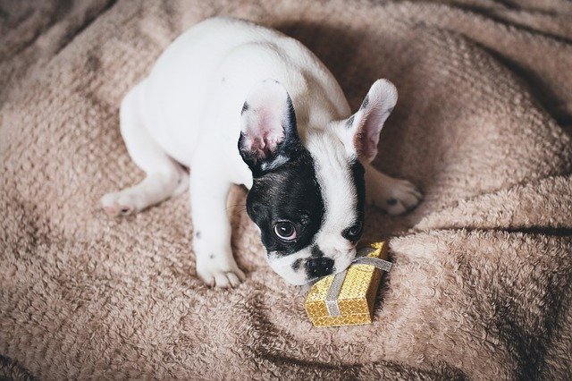 5 Must-Have Gifts for Your Dog