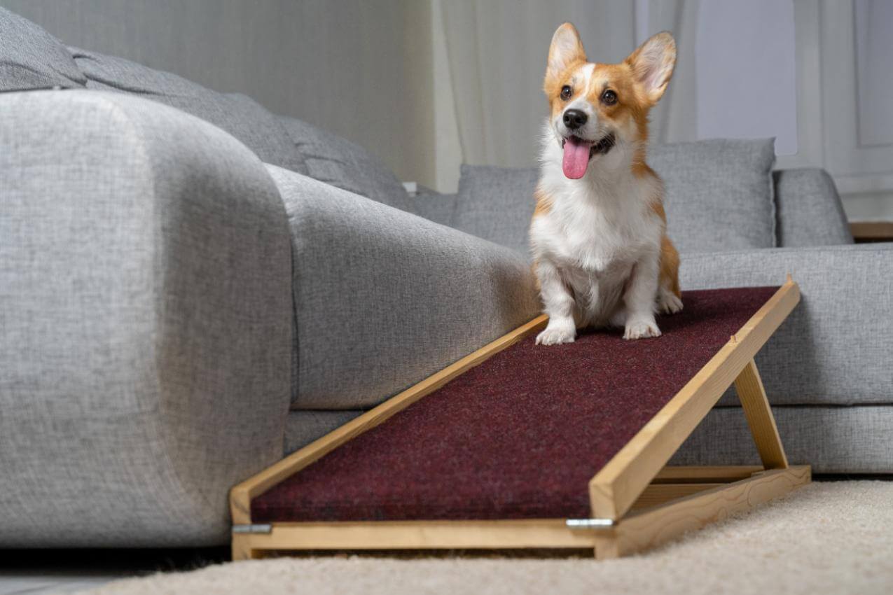 How dog ramps for bed can help your pet