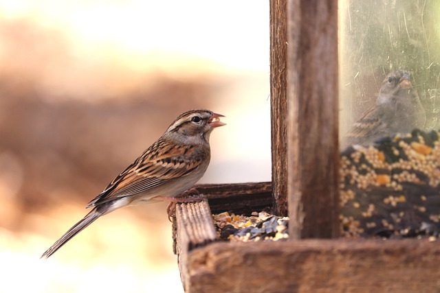 How To Turn Your Garden Into A Bird-Friendly Zone