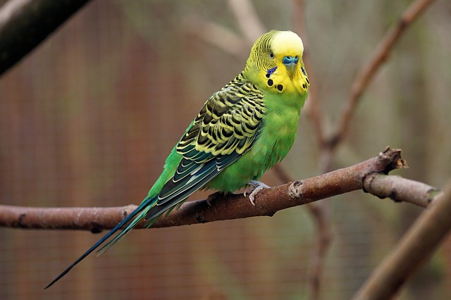 How to Care for Your Pet Parakeet