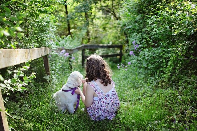 How to Create a Pet-Friendly Backyard