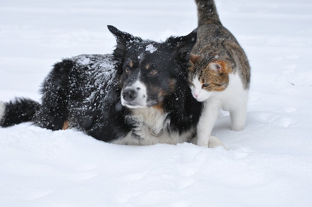 6 Tips to Take Care of Your Pet in Winter