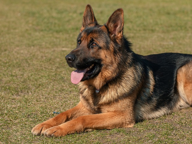 Best Diet for a German Shepherd