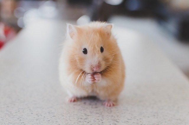 Benefits of feeding cucumbers to your hamster