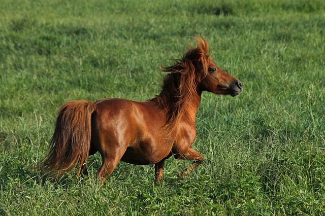 miniature-horse