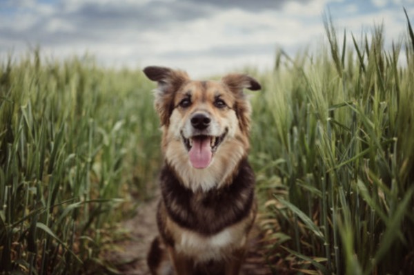 CBD oil for dogs