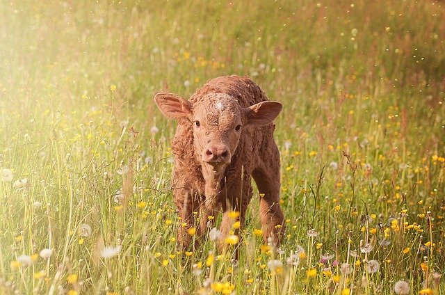 calf