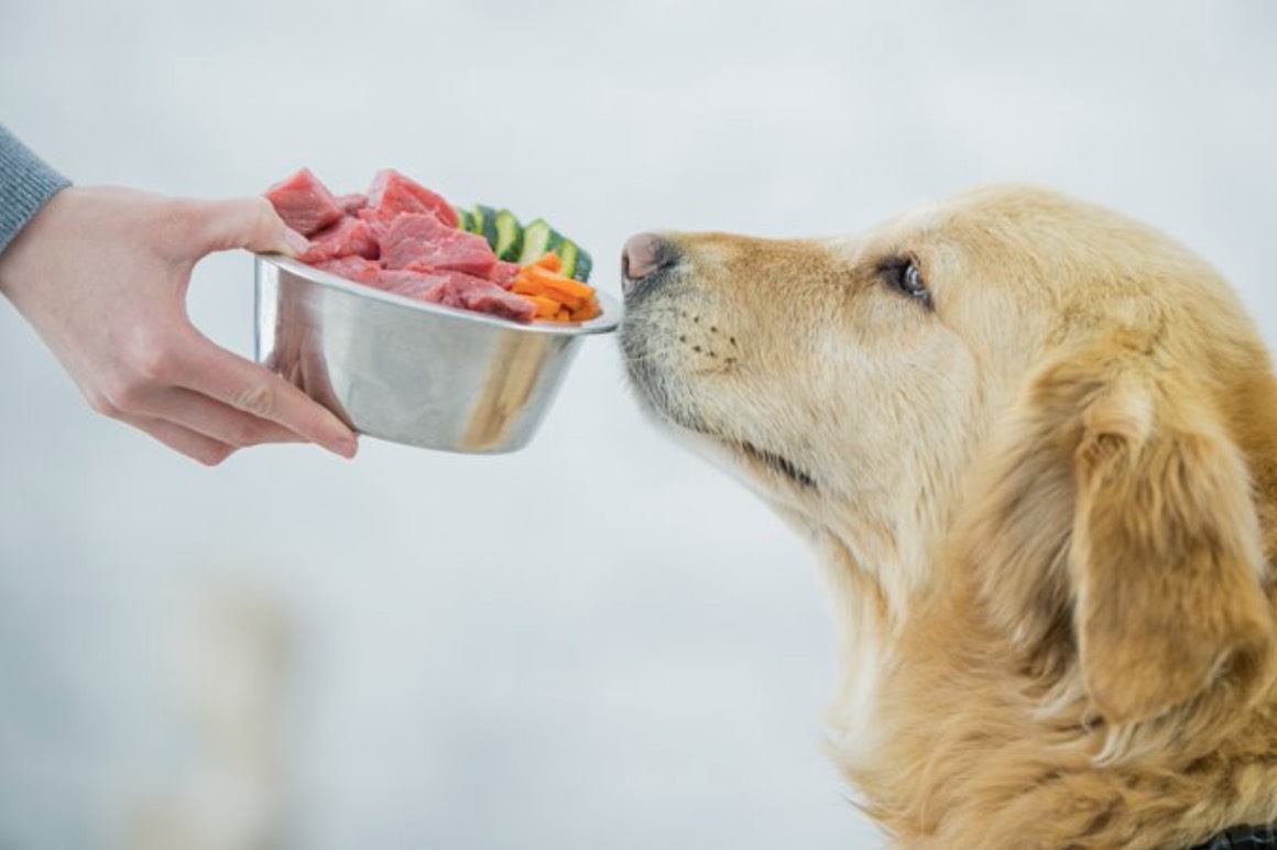 dog healthy diet