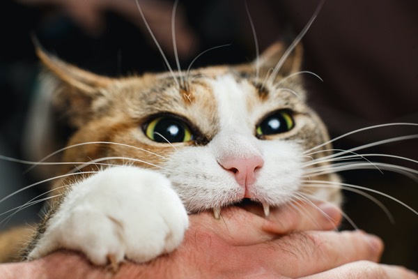 Ferocious red cat bites its owner in the arm with all its power