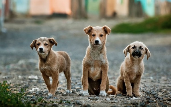 Can Dogs Have CBD?