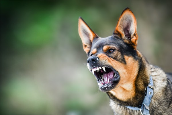 Aggressive dog portrait shows dangerous teeth. Animal hard attack head detail copy space.