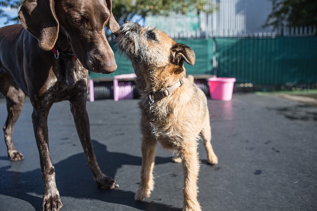 What Should You Expect from the Best Dog Day Care Center in Los Angeles