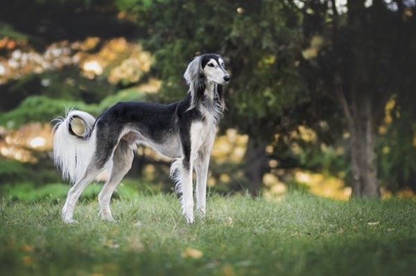 Dog Adoption in Adelaide