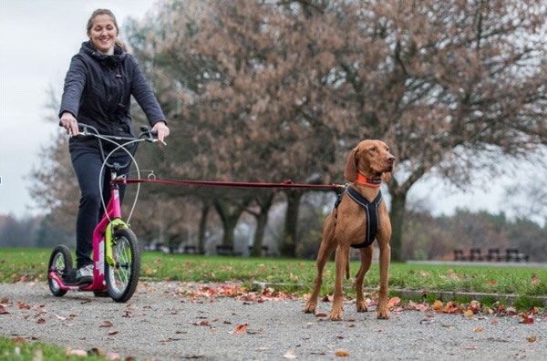 Scootering with your dog