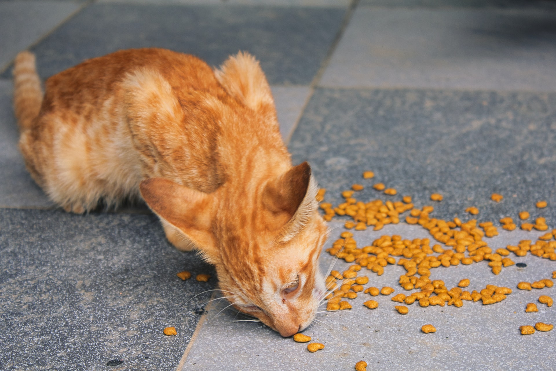 How to Choose the Right Cat Food?