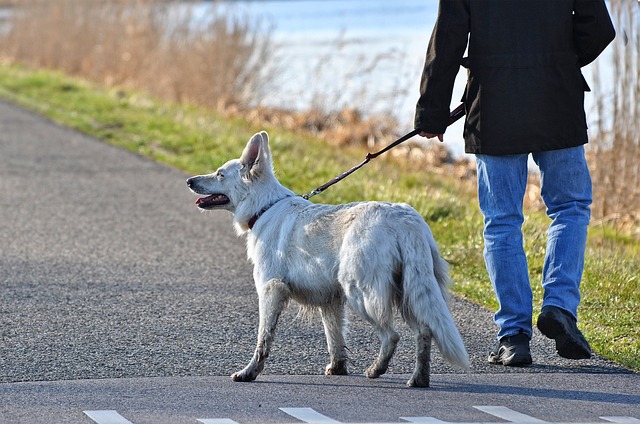 How to train a dog to walk on a leash? 