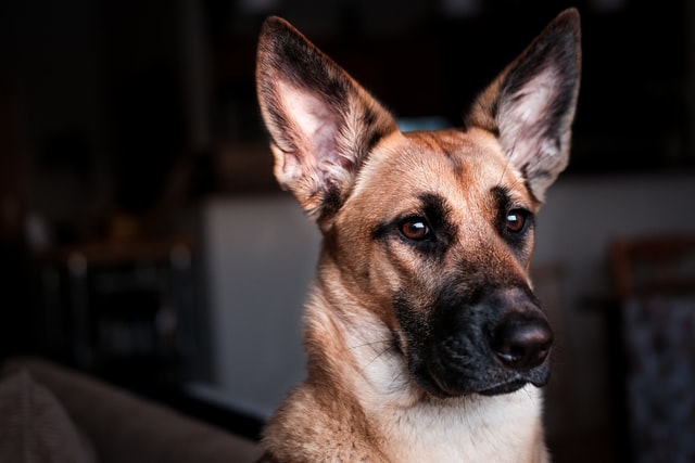 The Ultimate Guide to German Shepherd Health