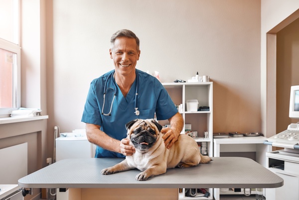 My best patient. Cheerful middle aged male vet in work uniform holding a pug and smiling while standing at veterinary clinic