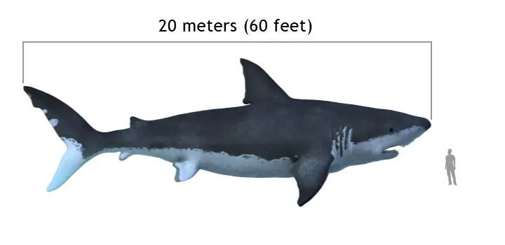 Carcharodon_megalodon_size_compasison_with_man