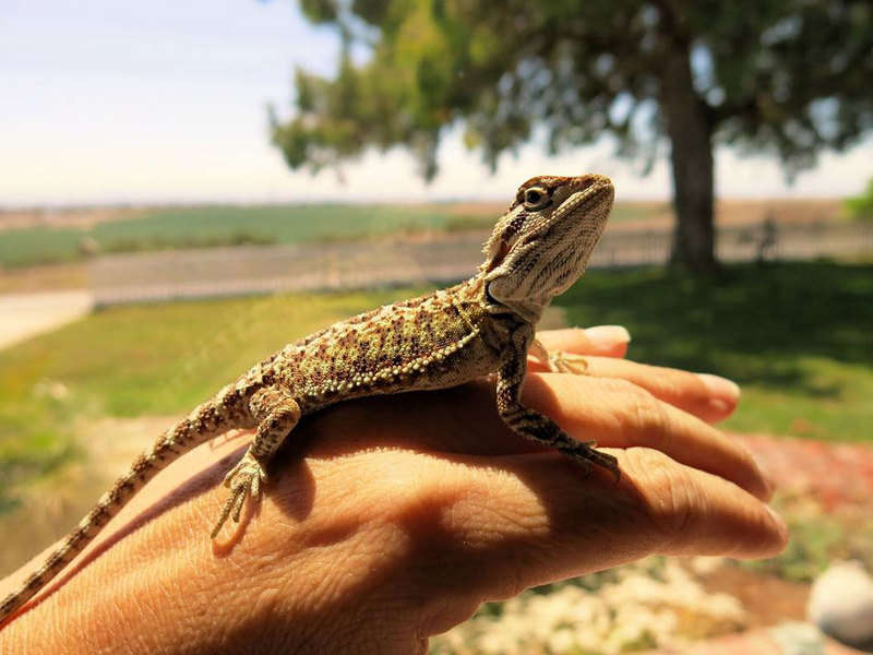 4 Necessities You Need To Know Before Buying A Reptile