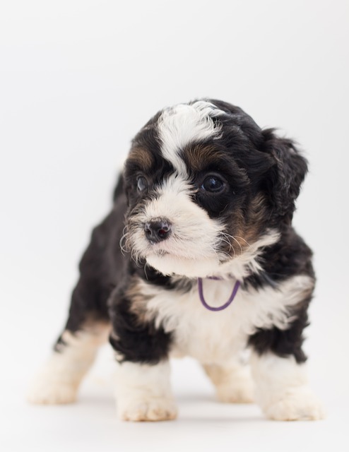 How To Choose A Bernedoodle Breeder?