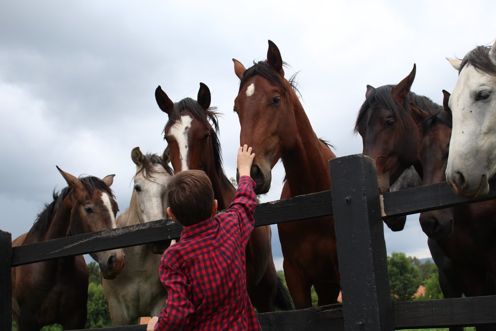 horses with kid