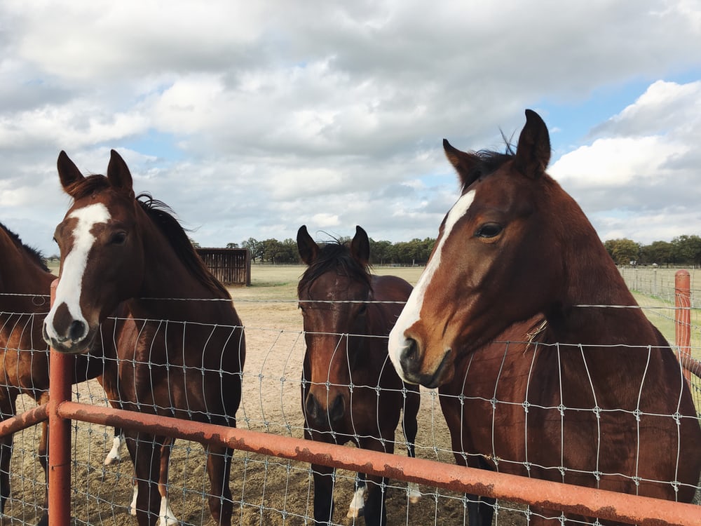 horses