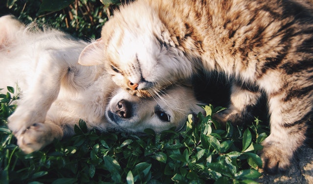 A Short Guide To Taking Beautiful Pictures Of Your Pets