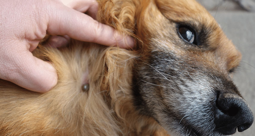 How to Stop Ticks from Becoming a Problem for Your Dog