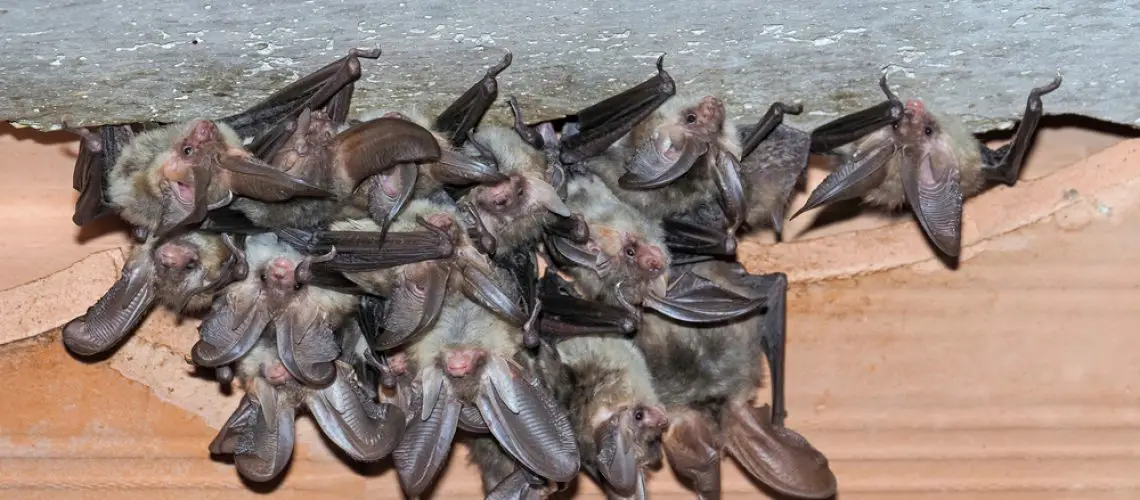 Bat Removal: Removing A Single Bat Or A Colony of Bats  
