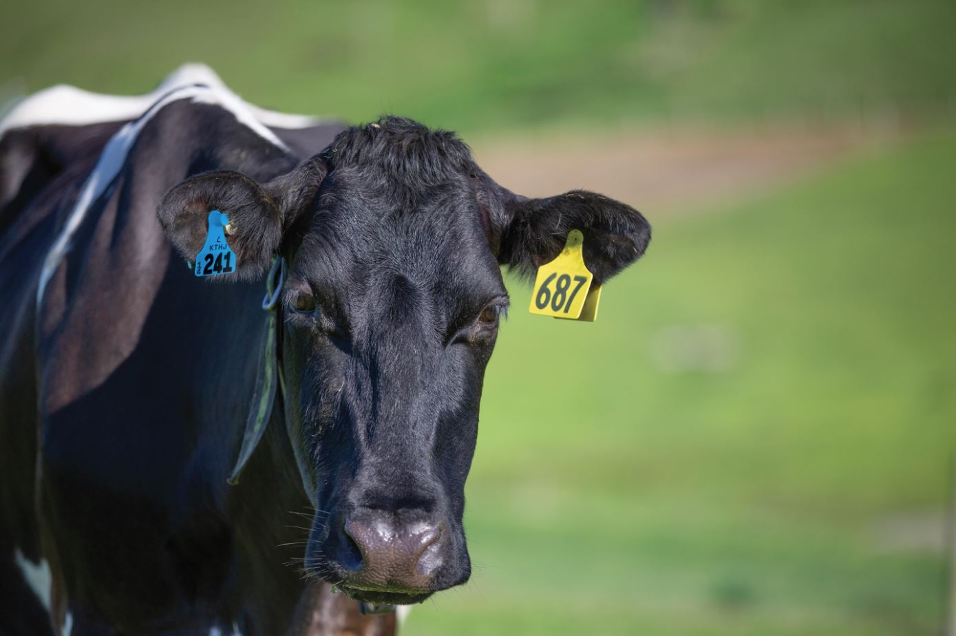 How to Find the Right Cattle Tags